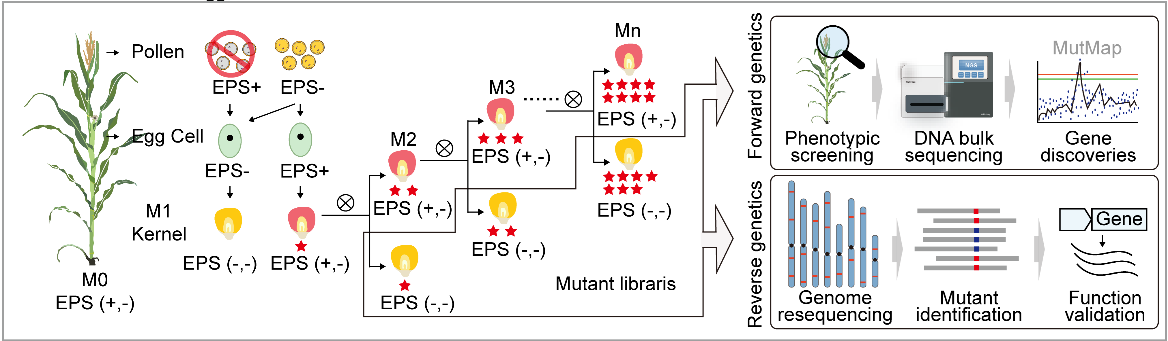 EPS Pipeline