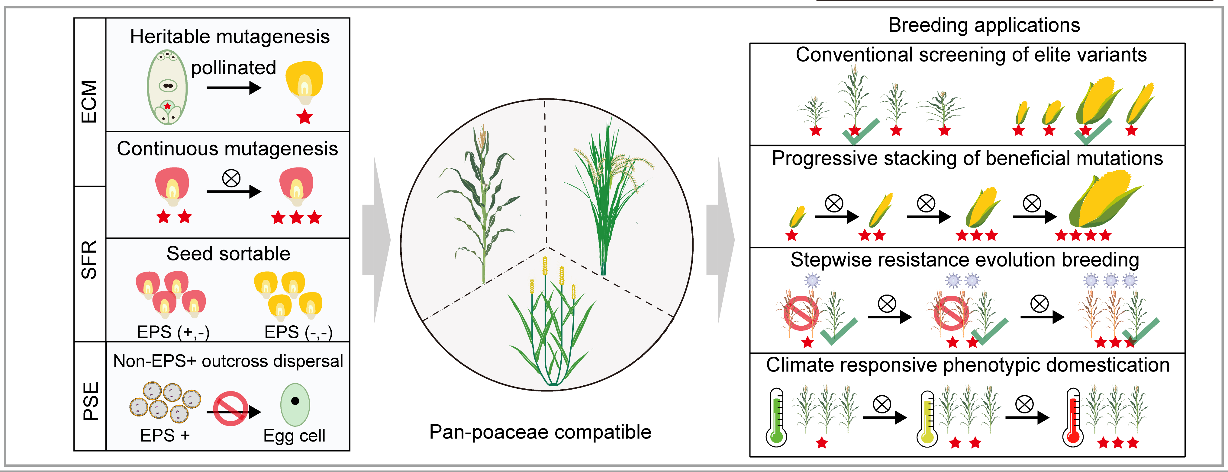 Pan-Poaceae Applications