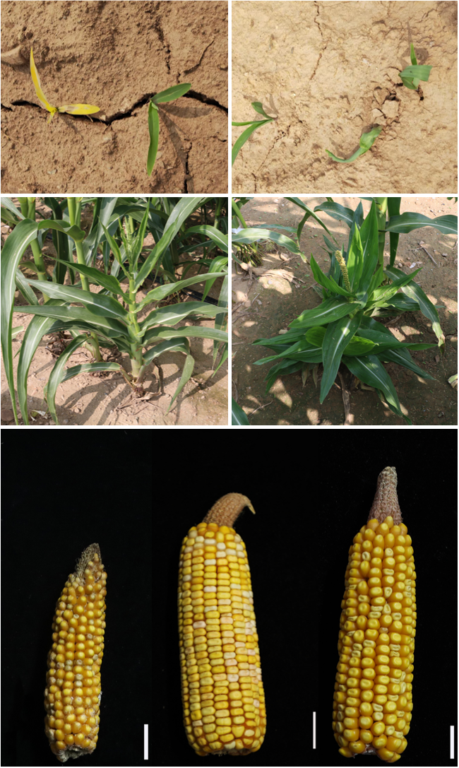 Maize EPS Mutant Phenotype
