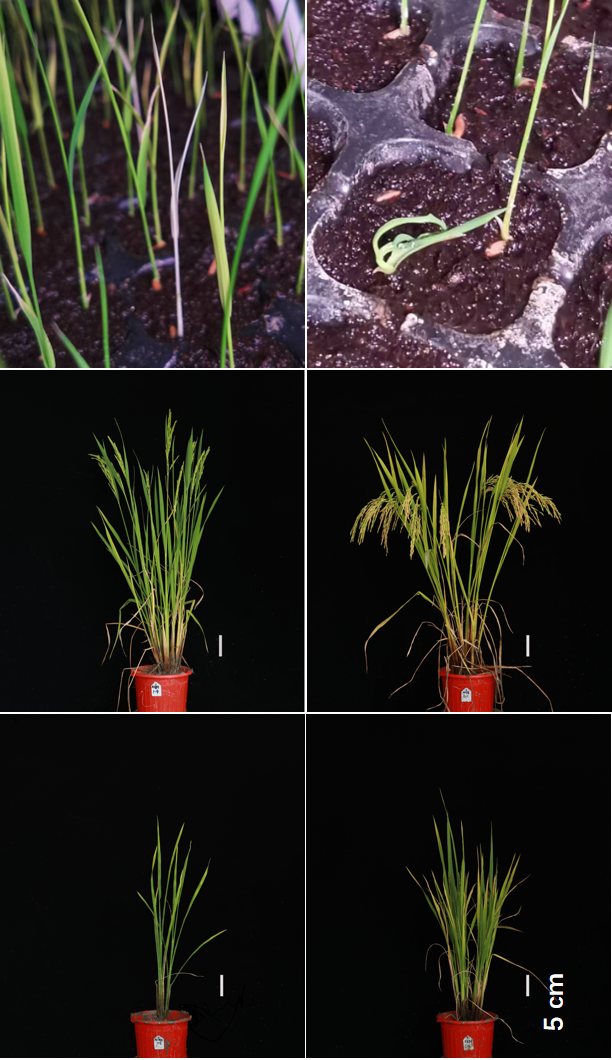 Rice EPS Mutant Phenotype