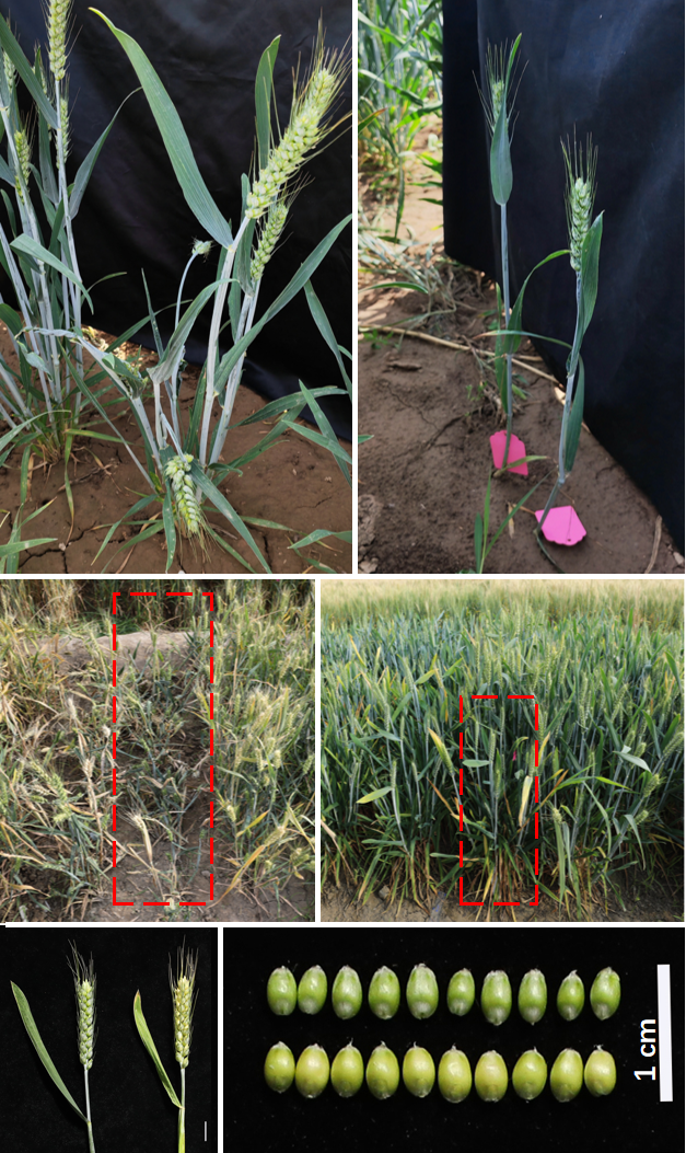 Wheat EPS Mutant Phenotype
